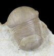 Rare & Very D Bumastoides From Wisconsin - #20882-2